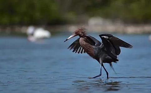Foto por Mauricio De la Maza-Benignos