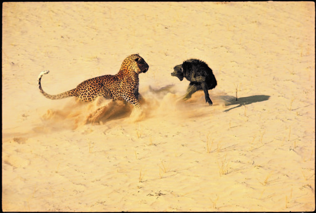 Leopardo y babuino